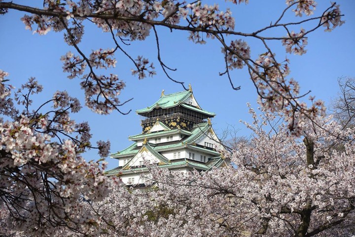 Osaka Castle keep with cherry blossom